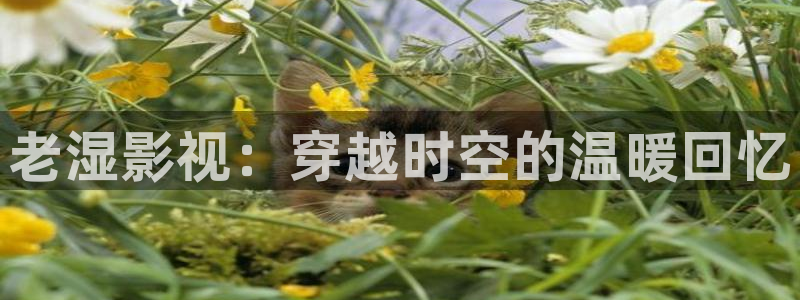 人人视频官方：老湿影视：穿越时空的温暖回忆