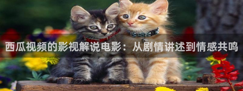 人人影院51：西瓜视频的影视解说电影：从剧情讲述到情感共鸣